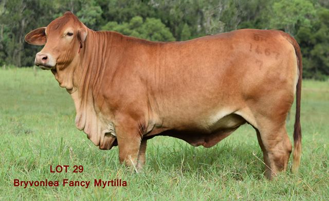 Bryvonlea Fancy Myrtilla